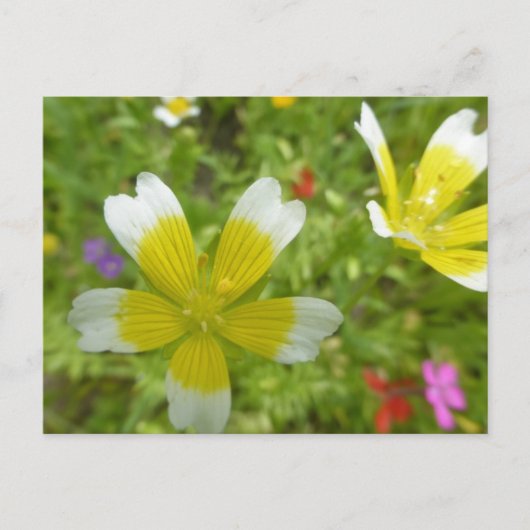 Wilde Blume: White Yellow DIY Postcard Postkarte (Vorderseite)