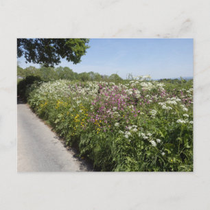 Wilde Blumen Herefordshire Postkarte