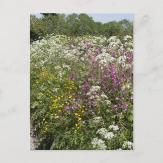 Wilde Blumen in einer Hecke Herefordshire England Postkarte