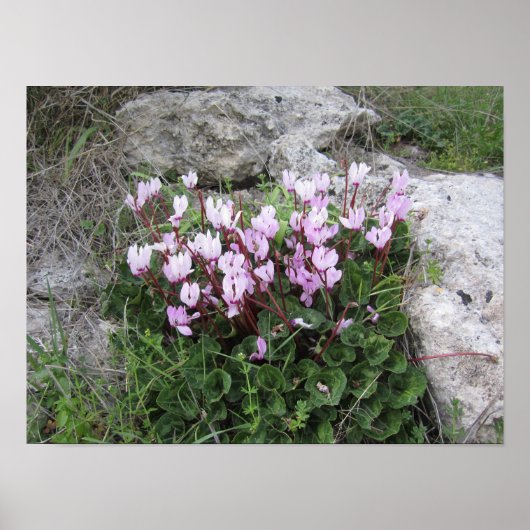 Wilde Blumen Poster (Vorne)