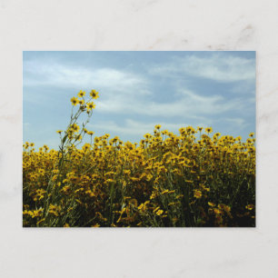 Wilde Blumen Sonnenblume Postkarte
