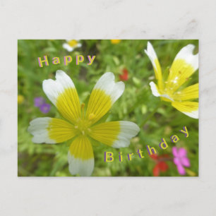 Wilde Blumen: Weiß Gelb Alles Gute zum Geburtstag  Postkarte