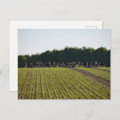 Wilde braune Hirschpostkarte Postkarte (Vorne/Hinten)