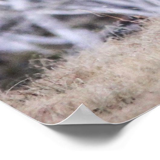 Wilde Brumbies Poster (Ecke)