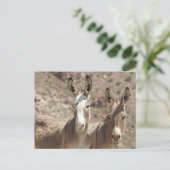 Wilde Burros, Esel, wild lebende Tiere, Postkarte (Stehend Vorderseite)
