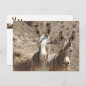 Wilde Burros, Esel, wild lebende Tiere, Postkarte (Vorne/Hinten)