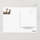 Wilde Burros, Esel, wild lebende Tiere, Postkarte (Rückseite)