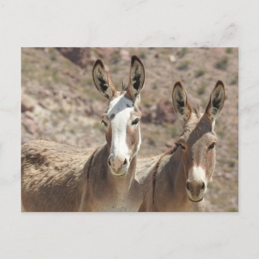 Wilde Burros, Esel, wild lebende Tiere, Postkarte (Vorderseite)