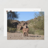 Wilde Burros, Esel, wild lebende Tiere, Postkarte (Vorne/Hinten)