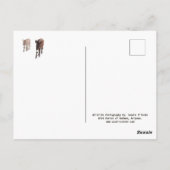 Wilde Burros, Esel, wild lebende Tiere, Postkarte (Rückseite)