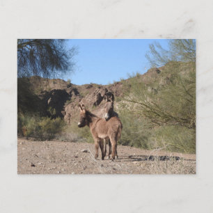 Wilde Burros, Esel, wild lebende Tiere, Postkarte