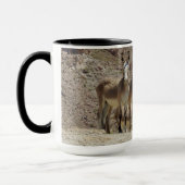 Wilde Burros, Esel, wild lebende Tiere, Tasse (Links)