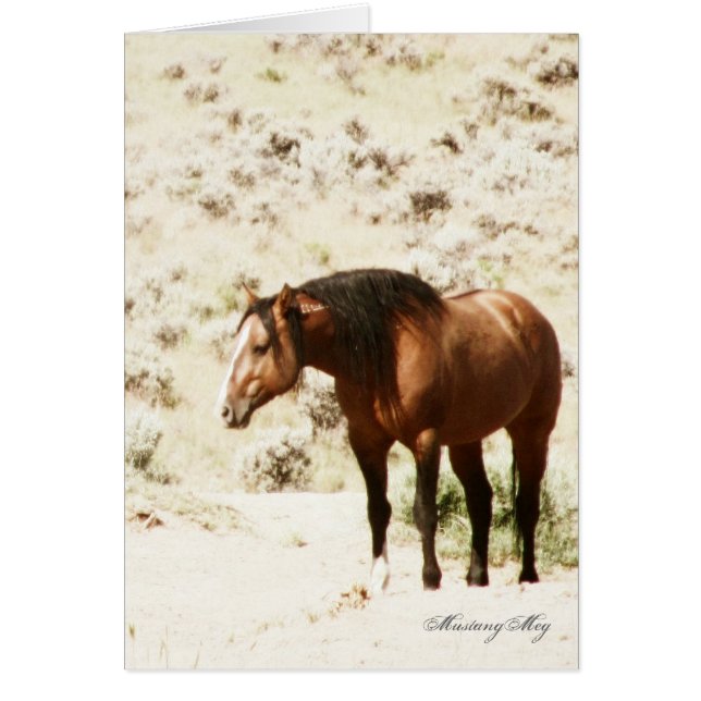 Wilde Card~ Ehre, Stallion von Steens (Vorne)