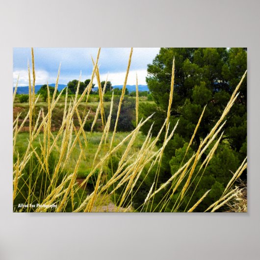 Wilde Country-Gras Poster (Vorne)