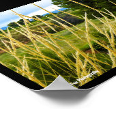 Wilde Country-Gras Poster (Ecke)