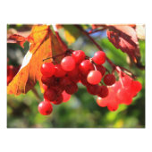 Wilde Cranberries Fotodruck (Vorne)