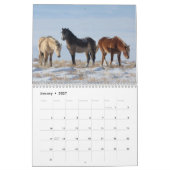 Wilde Curly Pferde aus Salz Wells Kalender (Jan 2027)