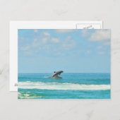 Wilde Delphine spielen im Golf FL Postkarte (Vorne/Hinten)