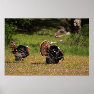 Wilde die TürkeiGobblers Poster