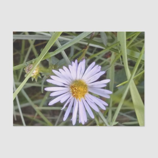 wilde Dissy-Blume Seidenpapier (Vorderseite)