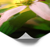 Wilde Dogwood-Blume blüht Poster (Ecke)