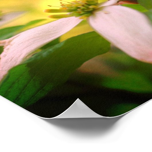 Wilde Dogwood-Blume blüht Poster (Ecke)