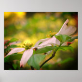 Wilde Dogwood-Blume blüht Poster (Vorne)