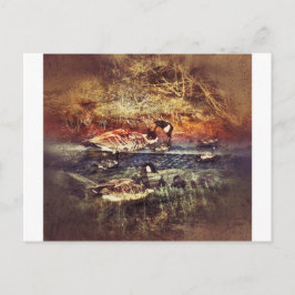 Wilde Ducks Postkarte