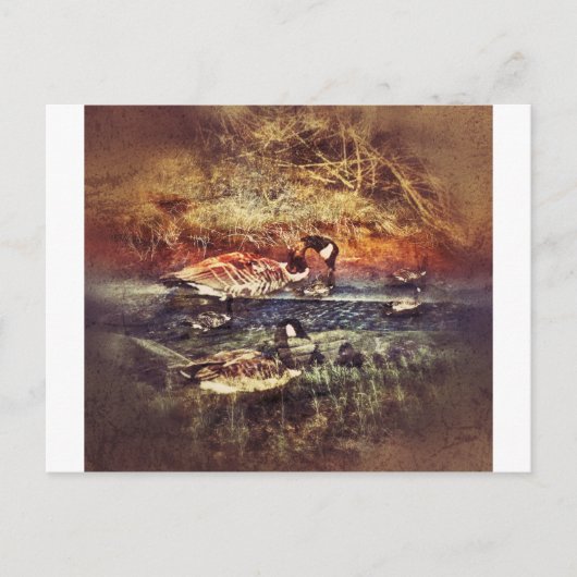 Wilde Ducks Postkarte (Vorderseite)
