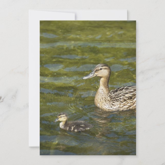 Wilde Ente mit Ente (Vorderseite)
