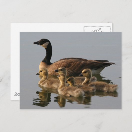 Wilde Ente Postkarte (Vorne/Hinten)
