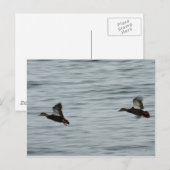 Wilde Enten Postkarte (Vorne/Hinten)