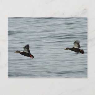 Wilde Enten Postkarte