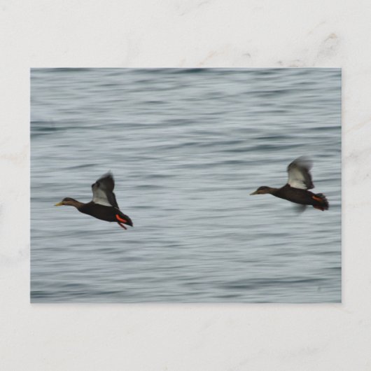 Wilde Enten Postkarte (Vorderseite)