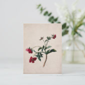 Wilde Erdbeeren Lithographie Postkarte (Stehend Vorderseite)