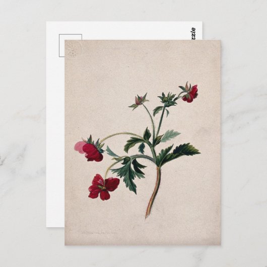 Wilde Erdbeeren Lithographie Postkarte (Vorne/Hinten)