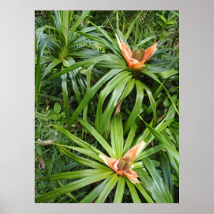Wilde, exotische, hawaiianische Blume Poster