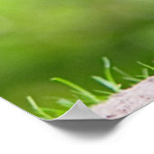 Wilde Fasane Poster (Ecke)