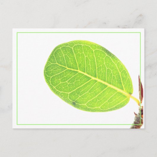 Wilde Feige Reichgrüne Blatt Postkarte (Vorderseite)