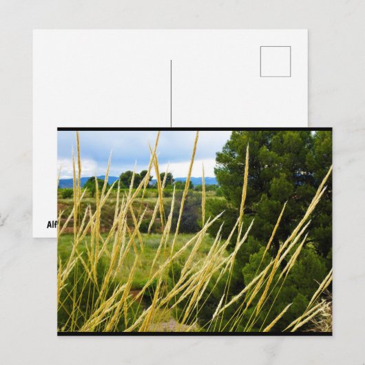 Wilde Feldgräser Postkarte (Vorne/Hinten)