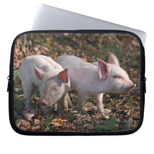 Wilde Ferkel Laptopschutzhülle (Vorderseite)