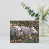 Wilde Ferkel Postkarte (Stehend Vorderseite)
