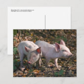Wilde Ferkel Postkarte (Vorne/Hinten)