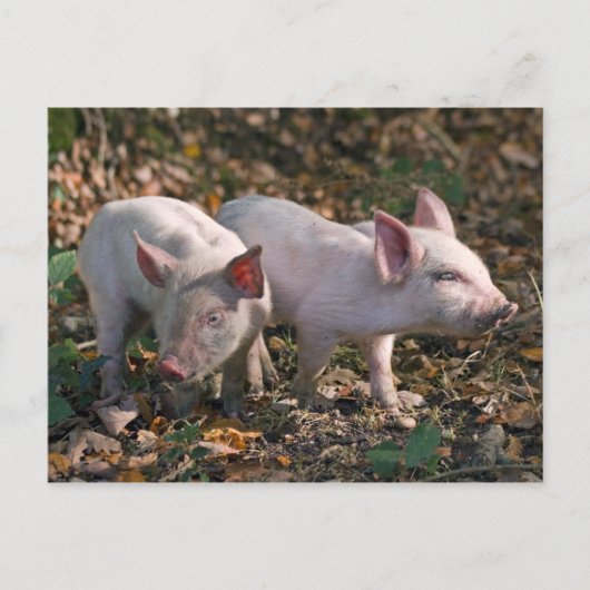 Wilde Ferkel Postkarte (Vorderseite)