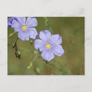 Wilde Flachs-Blume 2 Postkarte