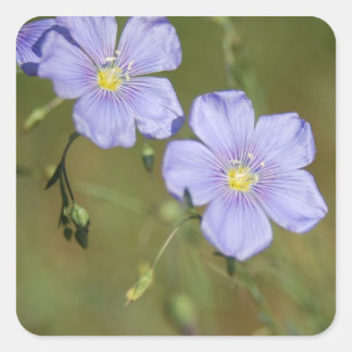 Wilde Flachs-Blume 2 Quadratischer Aufkleber
