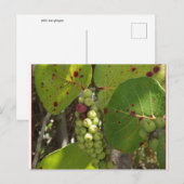 Wilde Florida Sea Trauben Postkarte (Vorne/Hinten)