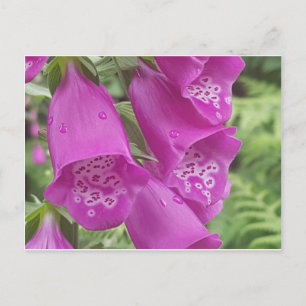 Wilde Foxhandschuhe - Digitalis Purpurea Postkarte