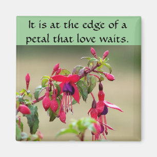 Wilde Fuchsien Magnet