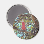 wilde Galla Magnet (Vorderseite/Rückseite)